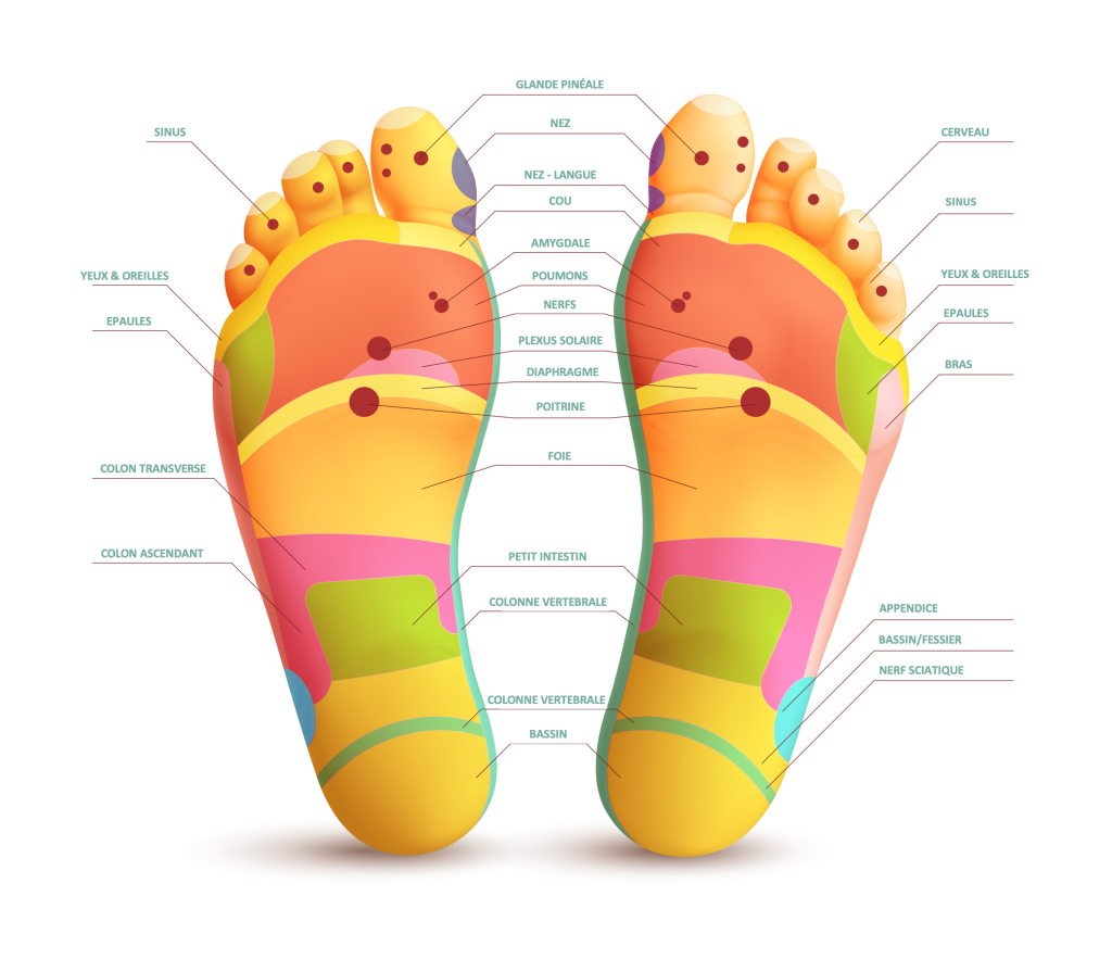 Carte réflexologie plantaire représentant le schéma du pied avec les différents organes